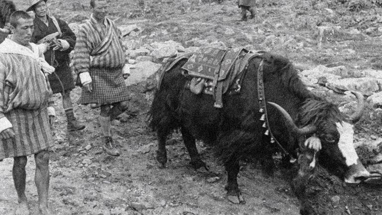 Before the arrival of motor vehicles, Bhutan relied entirely on footpaths and animal trails for transportation.